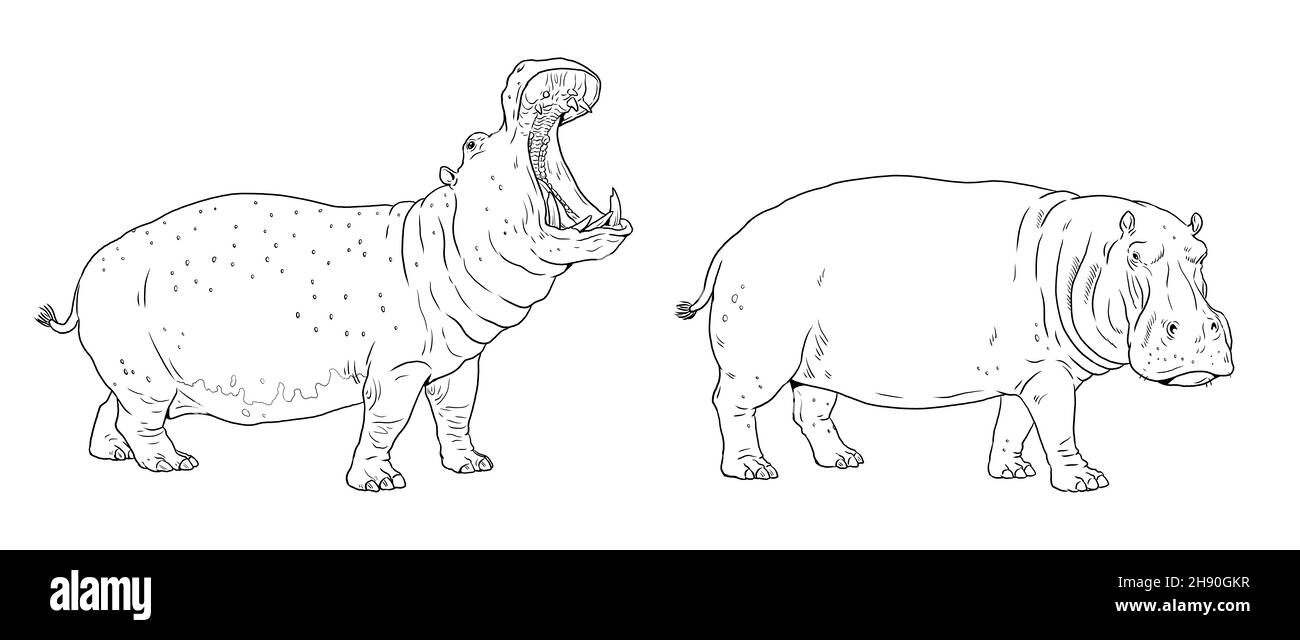 Dessin d'hippopotame africain.Modèle numérique pour colorier avec l'hippopotame. Banque D'Images