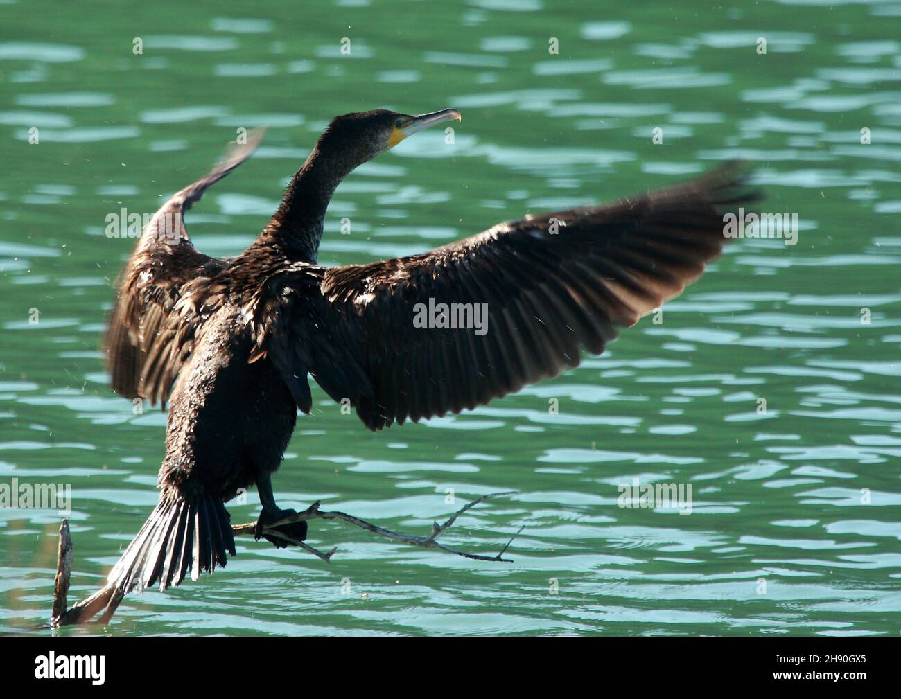Phalacrocorax carbo - le grand cormoran est une espèce d'oiseau sulfiforme de la famille des Phalacrocoracidae. Banque D'Images