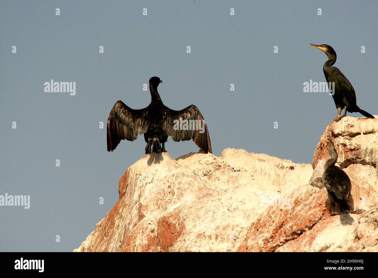 Phalacrocorax aristotelis - le Cormoran touffeté est une espèce d'oiseau sulfiforme de la famille des Phalacrocoracidae. Banque D'Images