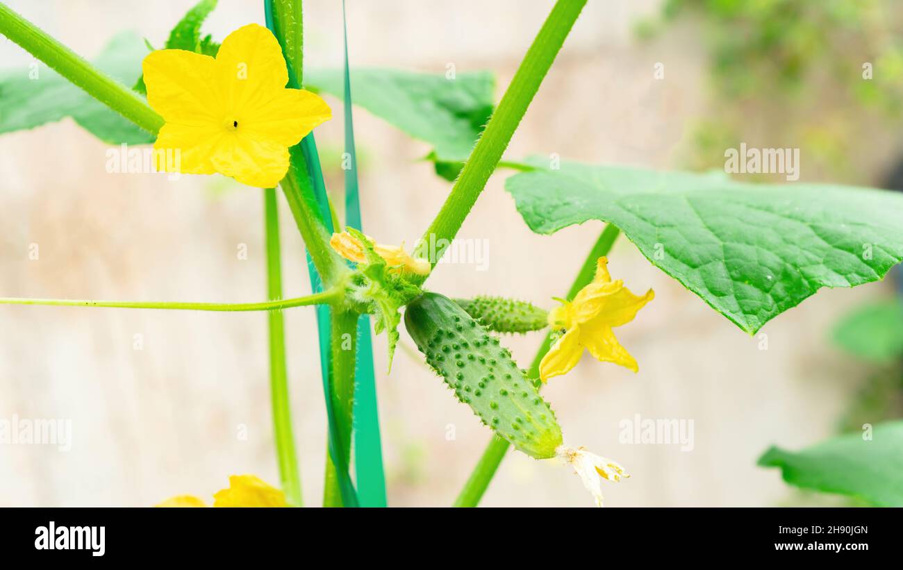 Fleurs de cornichons Banque de photographies et d’images à haute