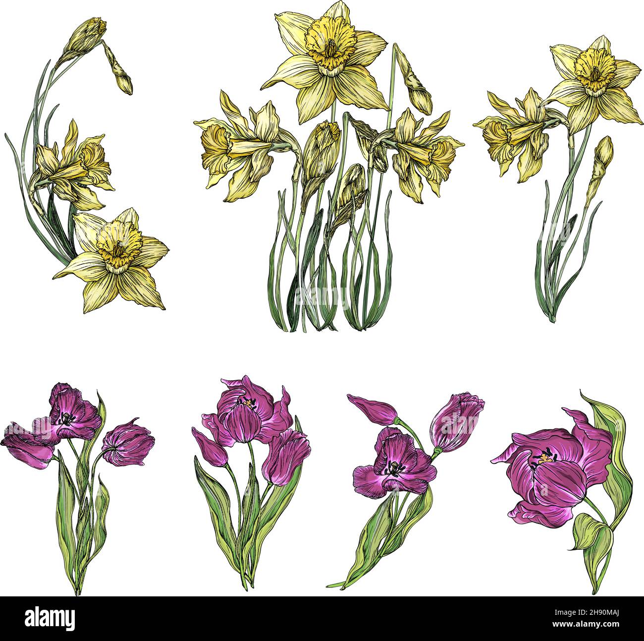 Ensemble vectoriel de fleurs de tulipe et de Narcisse Illustration de Vecteur