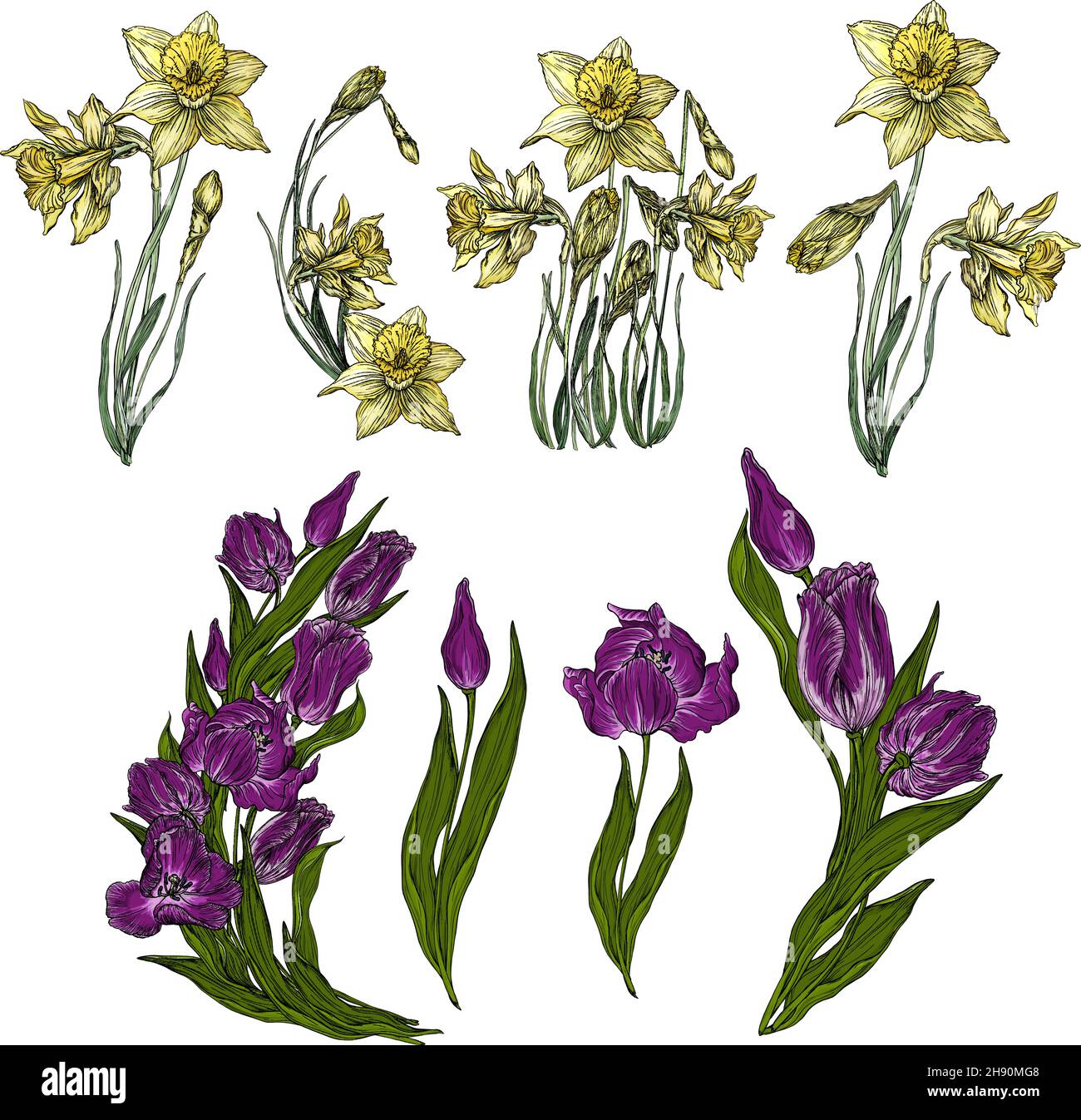 Ensemble vectoriel de fleurs de tulipe et de Narcisse Illustration de Vecteur