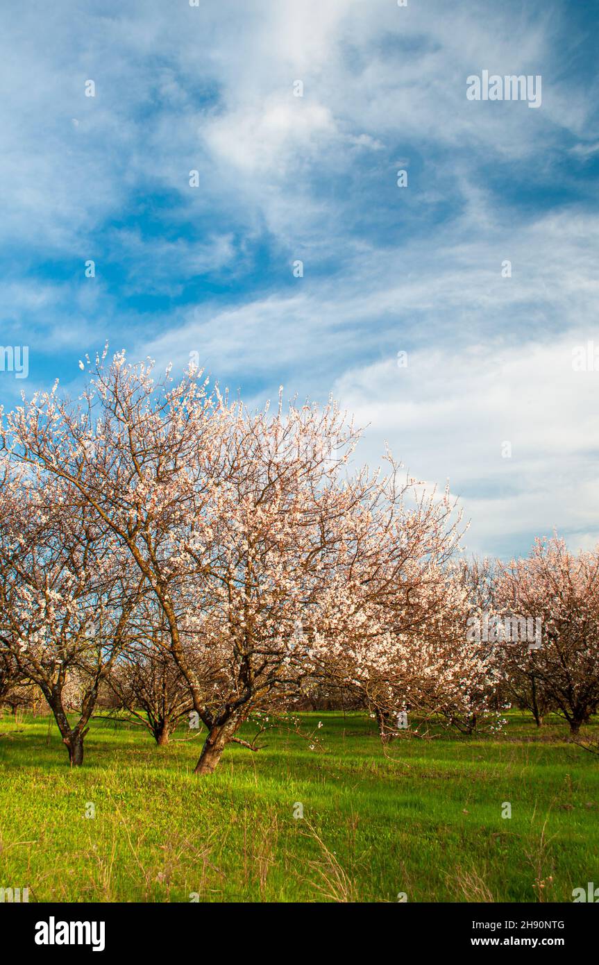 Arbres fruitiers de printemps.Verger d'abricot en fleurs contre le ciel bleu, vertical.Agriculture Banque D'Images