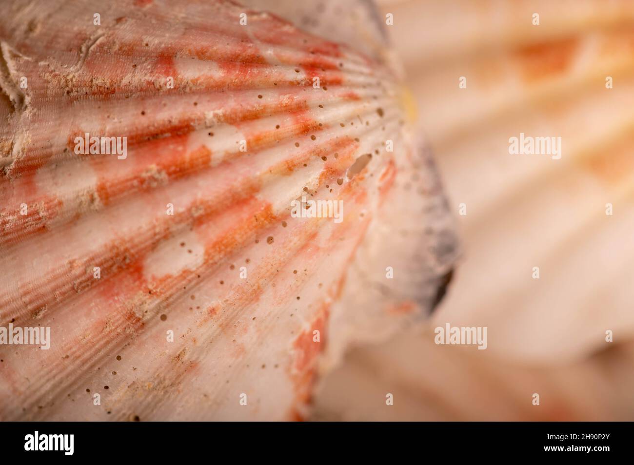 Texture de la surface Seashell, image d'arrière-plan, gros plan, mise au point sélective Banque D'Images