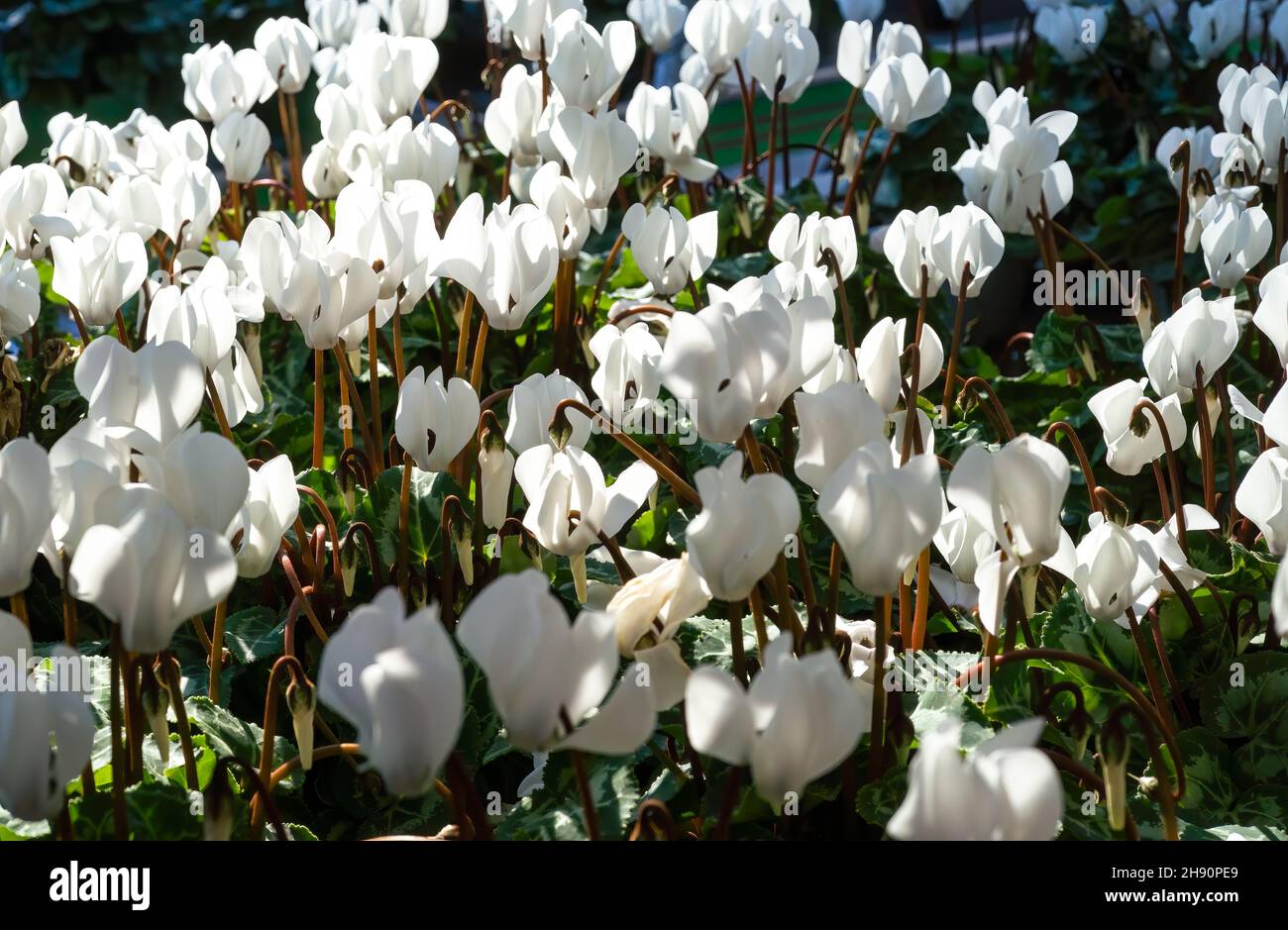 Les blancs cyclamens fleurissent pendant la saison automn, mise au point sélective Banque D'Images