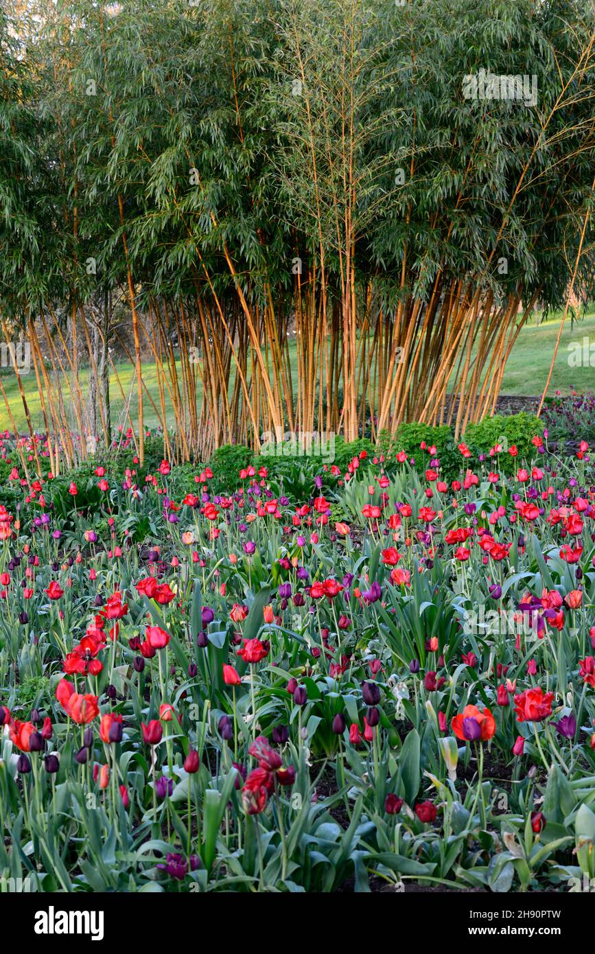 Juin Blakes Garden,Wicklow,affichage tulipe,tulipes,tulipa,tulip merlot,tulipa continental,tulipa negrita,tulipa héros noir,tulipa merdelight,jardins, Banque D'Images