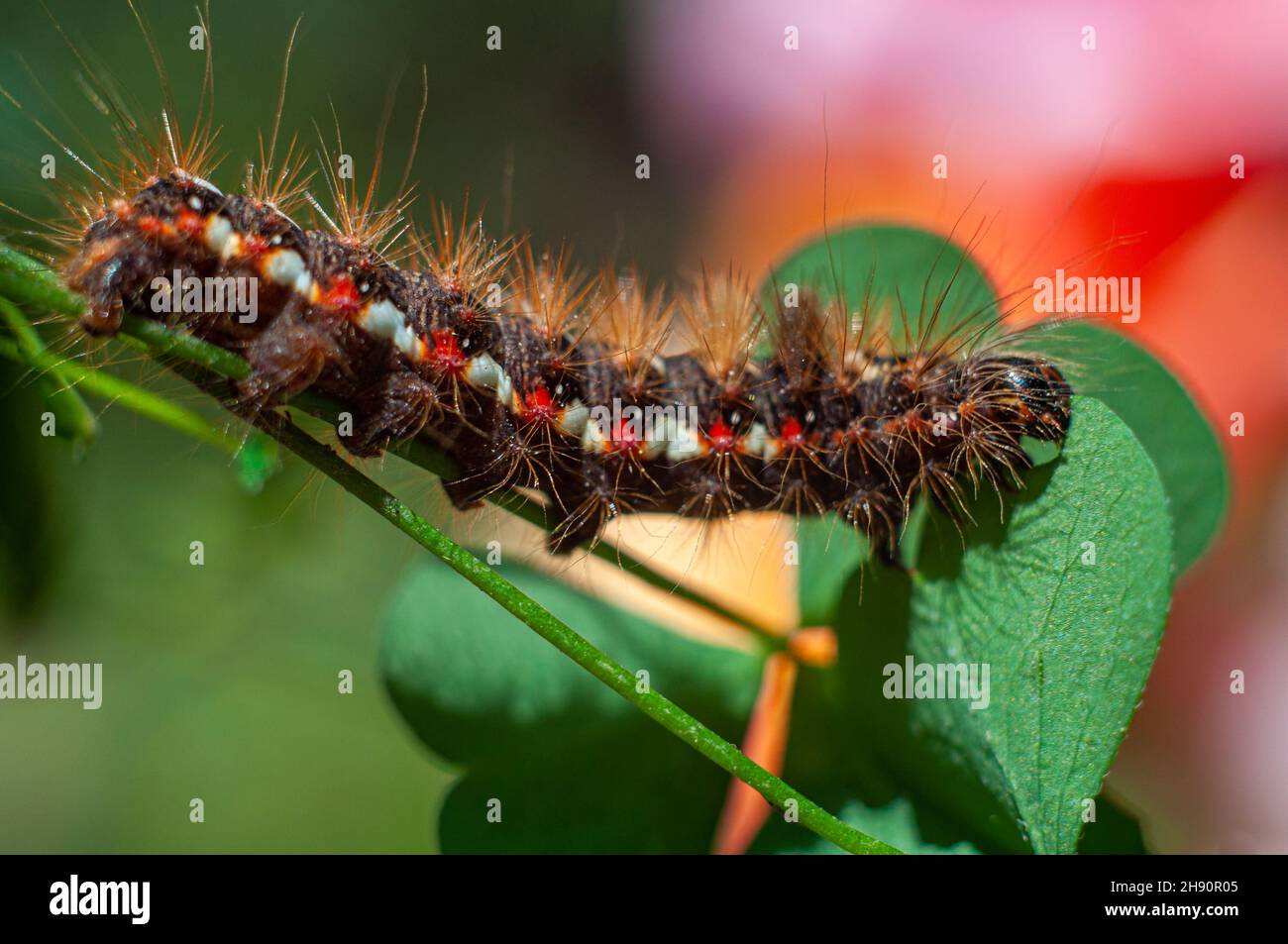 Hairy Bright Caterpillar Acronicta rumicis sur une tige verte de près.Arrière-plan flou. Banque D'Images