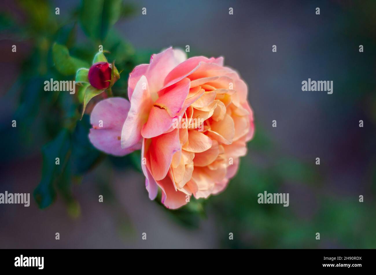 Belle fleur de rose délicate de la variété Marie Curie gros plan sur un fond sombre et flou. Rose crème Banque D'Images