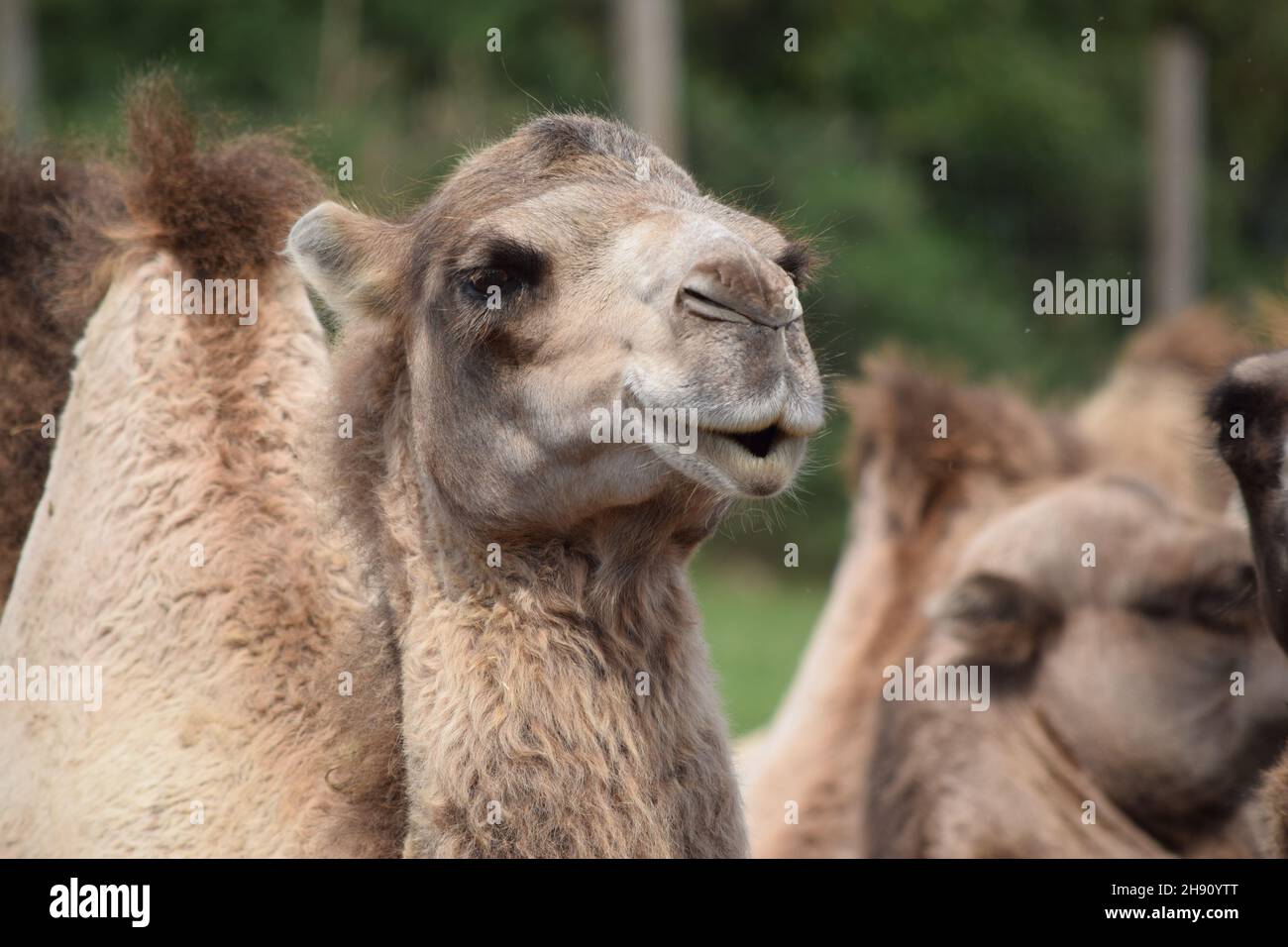 Camel gros plan Banque D'Images