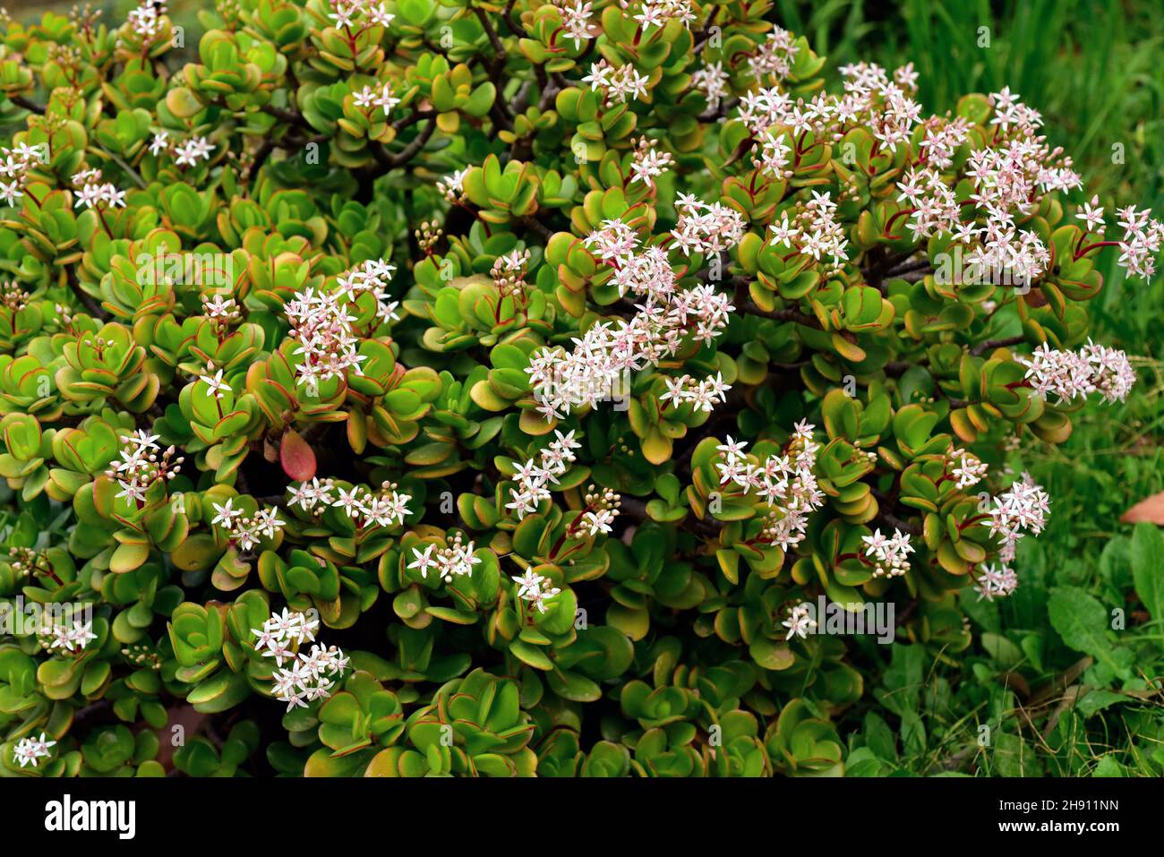 La plante de Jade ou d'argent (Crassula ovata) est une plante succulente originaire d'Afrique australe. Banque D'Images