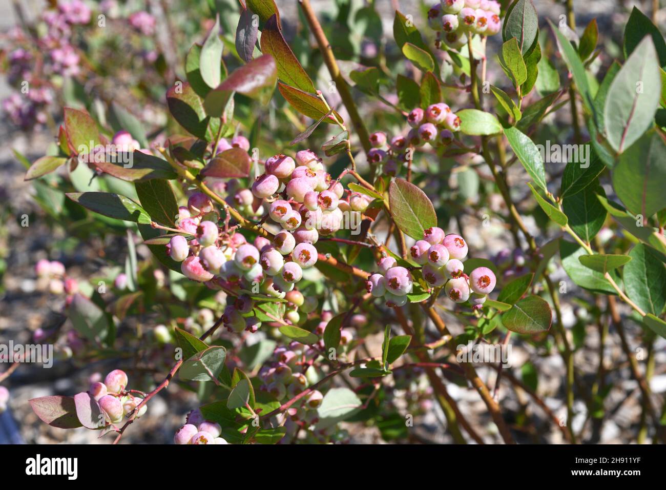 Le bleuet de l'highbush du Nord (Vaccinium corymbosum) est un arbuste décidus originaire de l'Amérique du Nord.Ses fruits sont comestibles. Banque D'Images