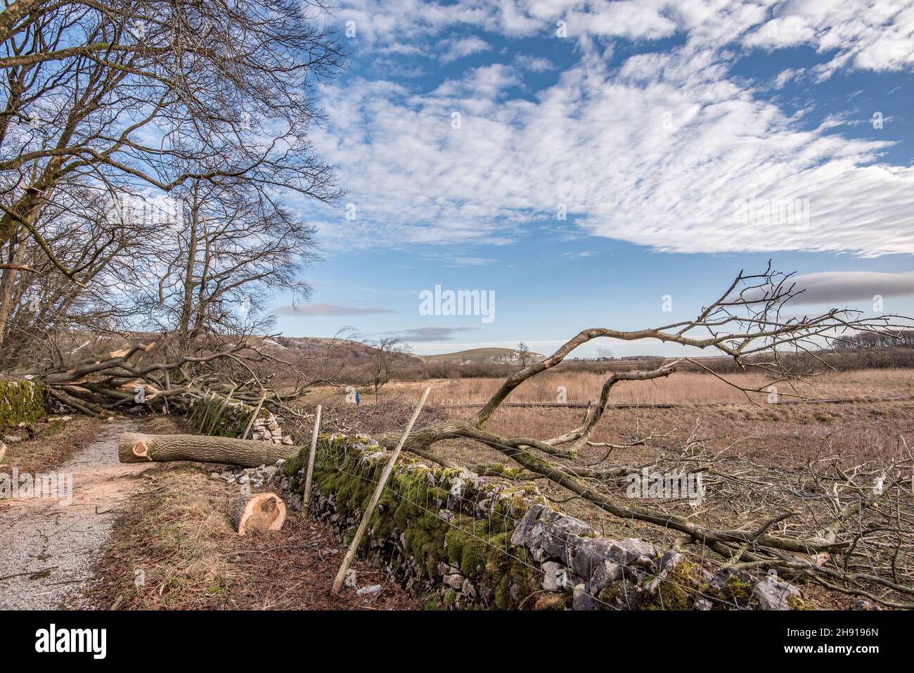 Un chemin bloqué et un mur endommagé sur le domaine de Malham tarn... pris quelques jours seulement après la tempête Arwen a causé la dévastation à de nombreux arbres. Banque D'Images