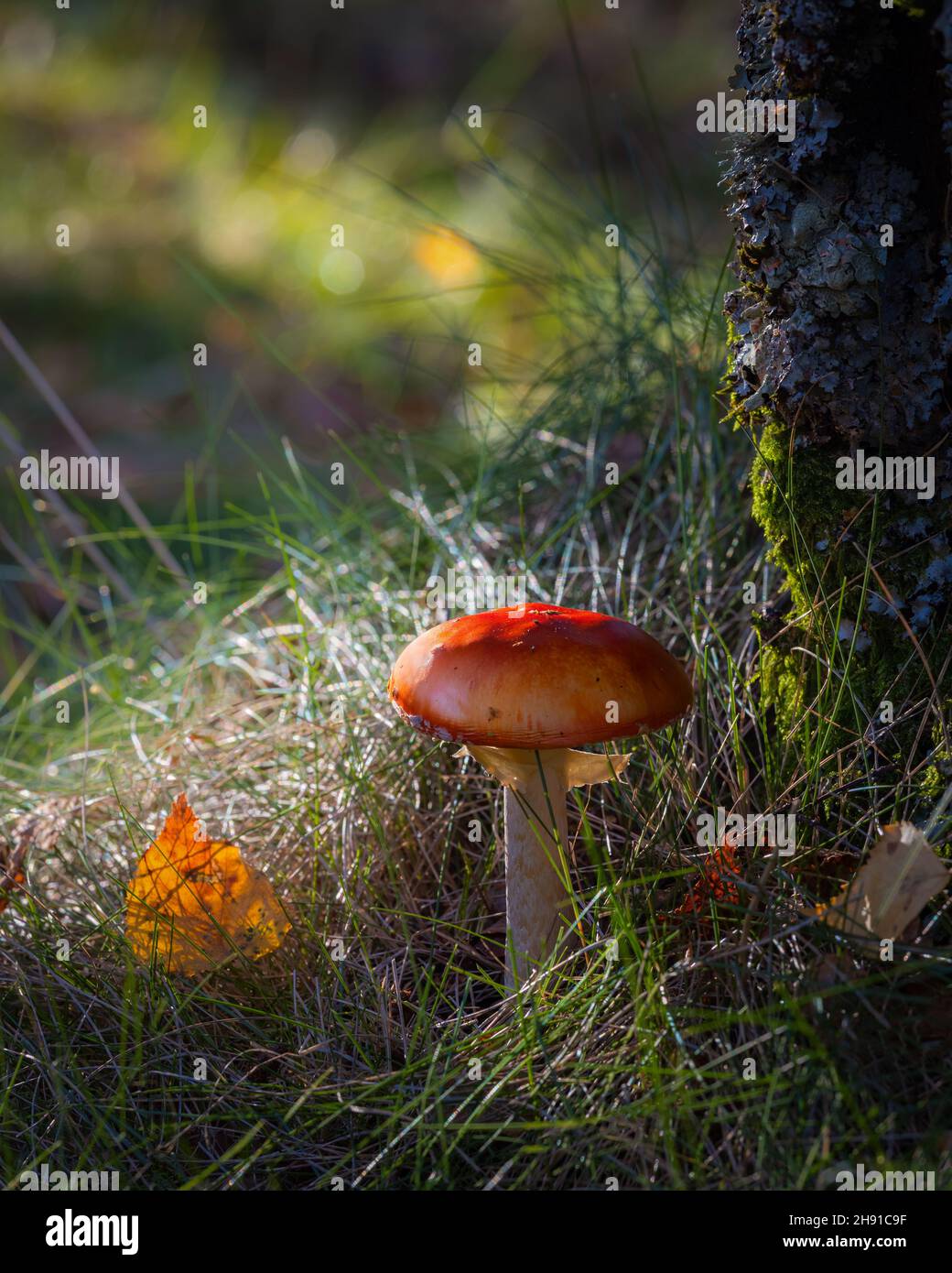 Le champignon rouge avec du backgroung rouge, pousse dans les montagnes de l'Estrela, au Portugal Banque D'Images