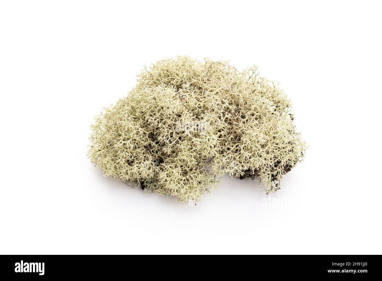 Lichen isolé sur fond blanc.Evernia prunastri Banque D'Images