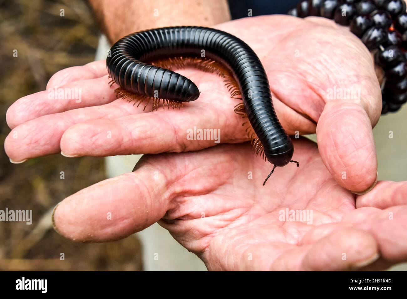 Un gigantesque millipede noir africain inoffensif avec ses nombreuses jambes sur les mains d'un être humain rampant lentement tout en explorant son environnement symbolisant Banque D'Images