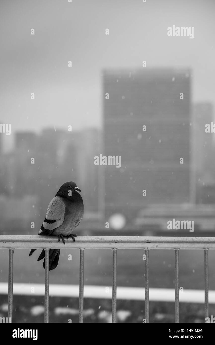 NEW YORK, ÉTATS-UNIS - 18 février 2021 : un pigeon assis sur une clôture.Le Siège de l'Organisation des Nations Unies en arrière-plan. Banque D'Images