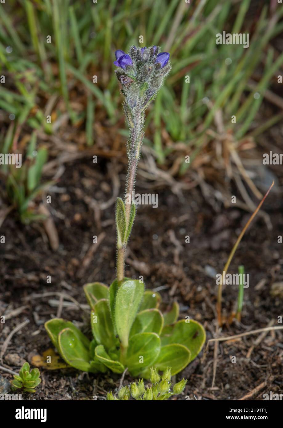 speedwell à feuilles pâquerettes, Veronica bellidioides, en fleur à haute altitude, Alpes françaises. Banque D'Images