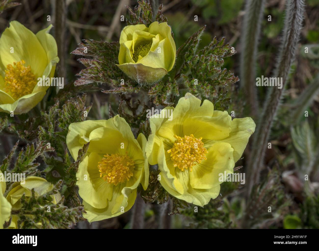 Forme jaune de Pasqueflower alpine, Pulsatilla alpina ssp apiifolia, en fleur, Alpes françaises. Banque D'Images