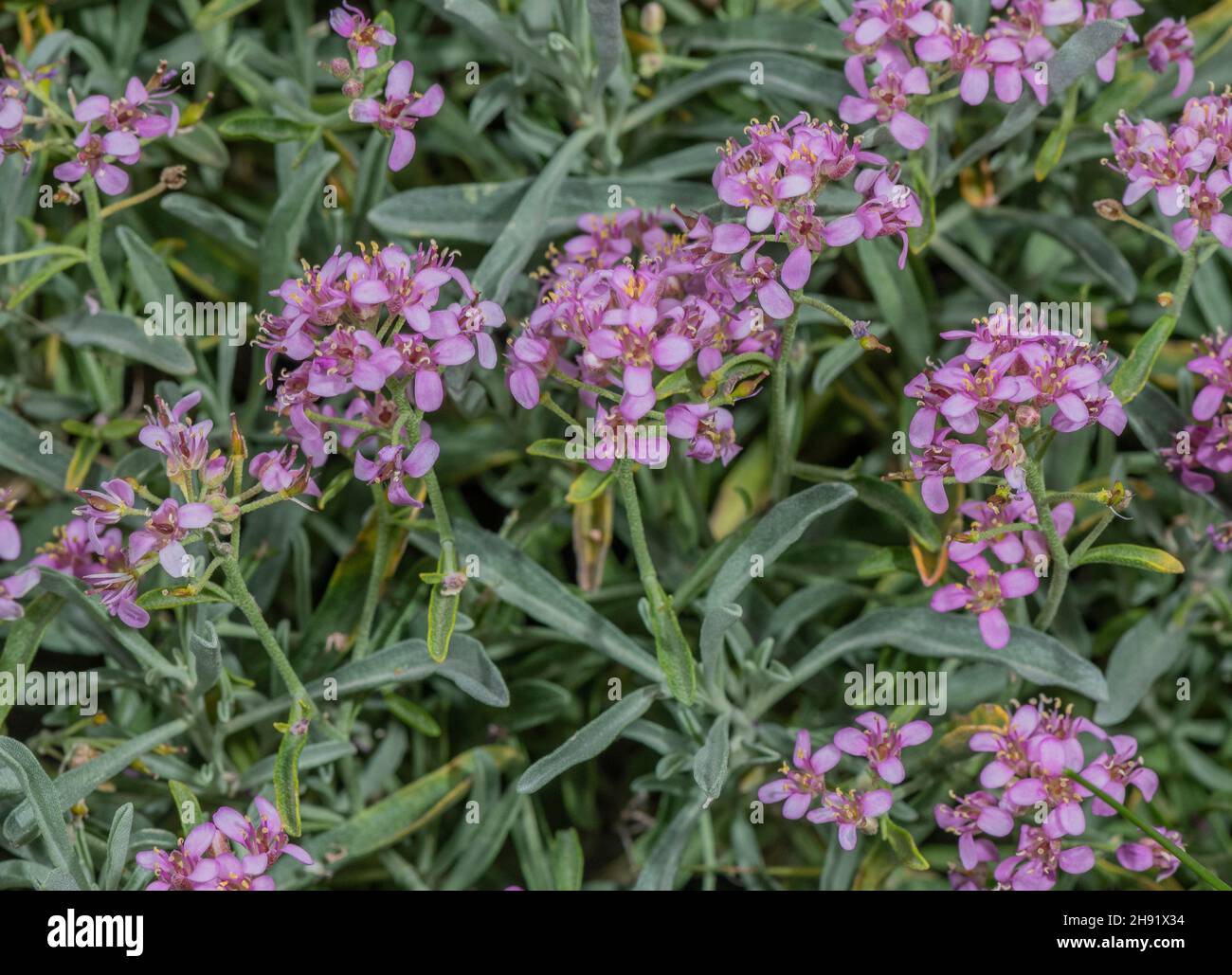 Rasaculos, Ptilotrichium spinosum, en fleur sur calcaire. Banque D'Images
