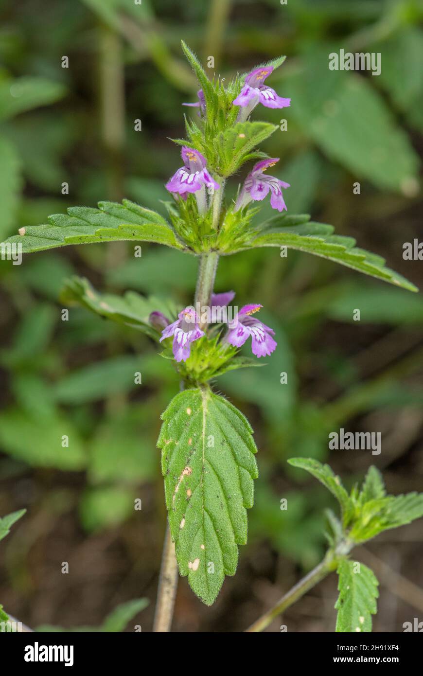 Ortie de chanvre rouge, Galeopsis ladanum subsp. Angustifolia, en fleur. Banque D'Images