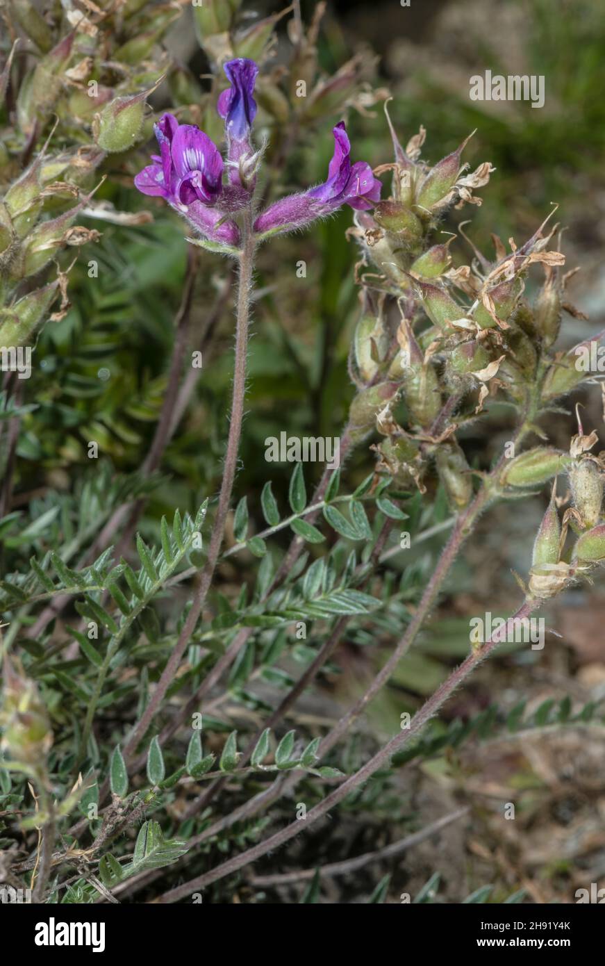 Extraction de lait du Nord, Oxytropis lapponica, en fleur.Une espèce arctique-alpine. Banque D'Images