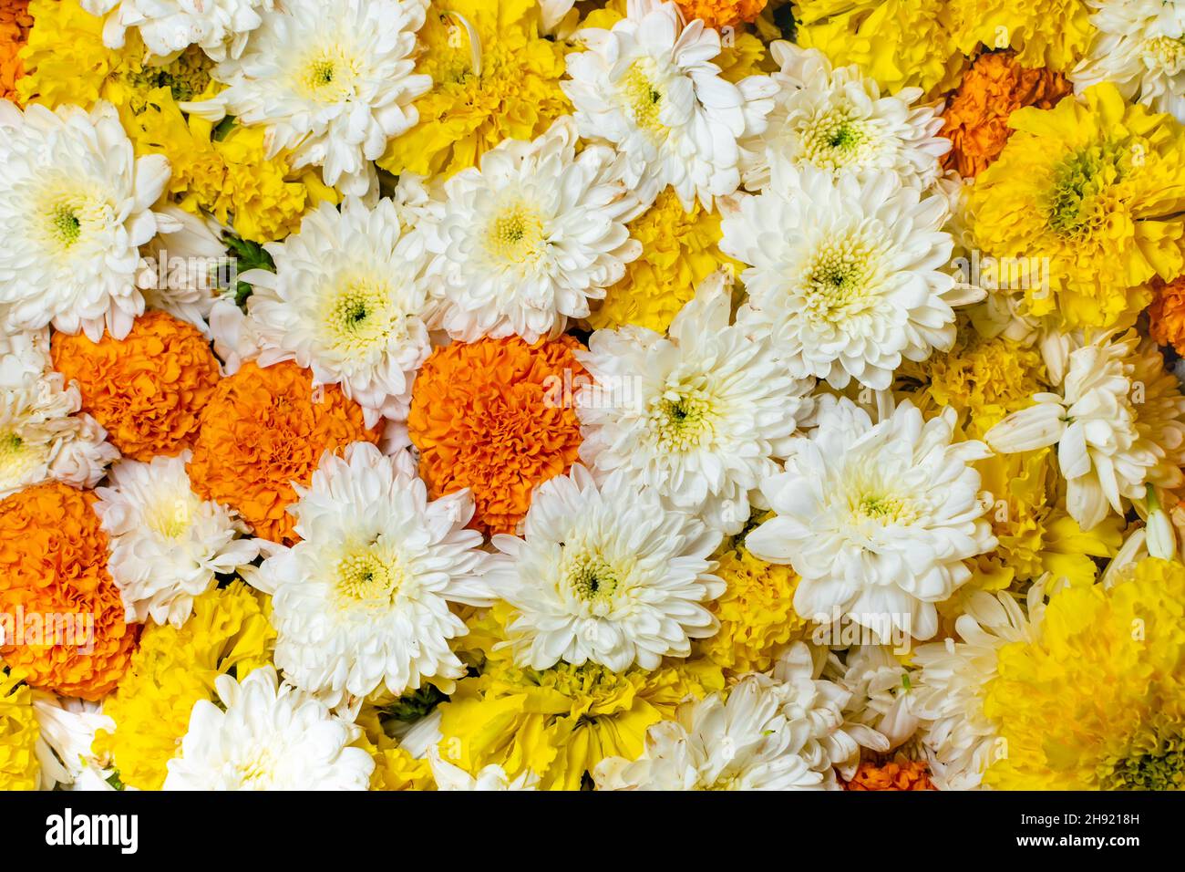 Marigold et chrysanthème fleurs sur une surface plane et remplir le cadre.Ces fleurs sont utilisées pour l'adoration dans la culture indienne. Banque D'Images