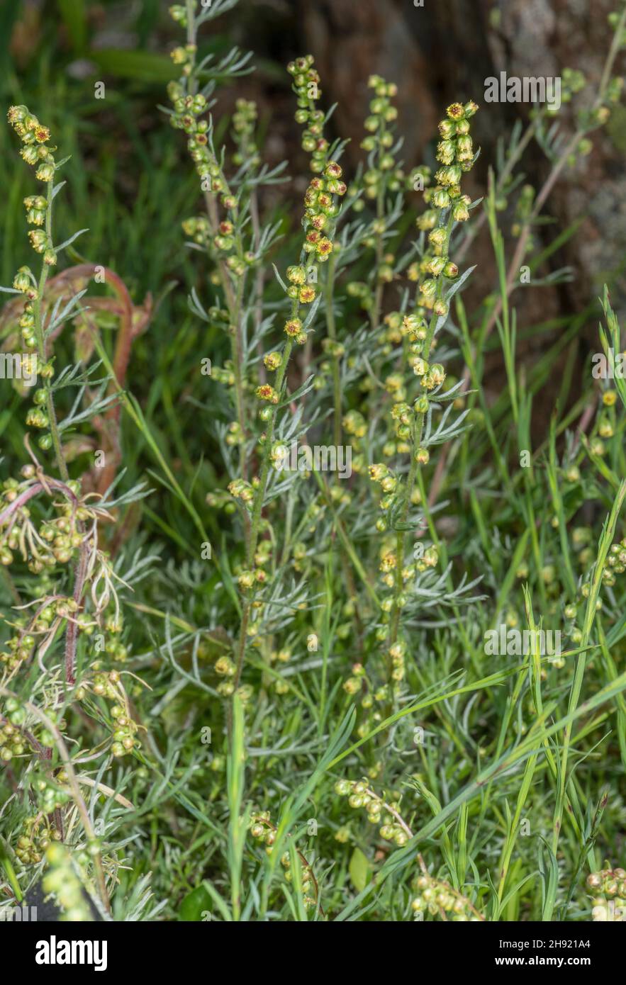 Bois de millepertuis, Artemisia borealis, en fleur à haute altitude.Alpes. Banque D'Images