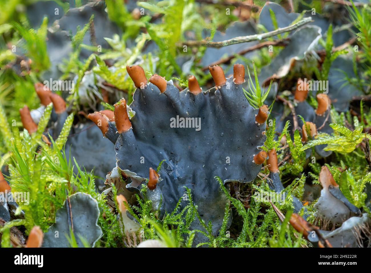 Lichen de chien commun (Peltigera membranacea) avec des corps de fructification croissant parmi les mousses sur la lande sablonneuse à Surrey, Angleterre, Royaume-Uni Banque D'Images