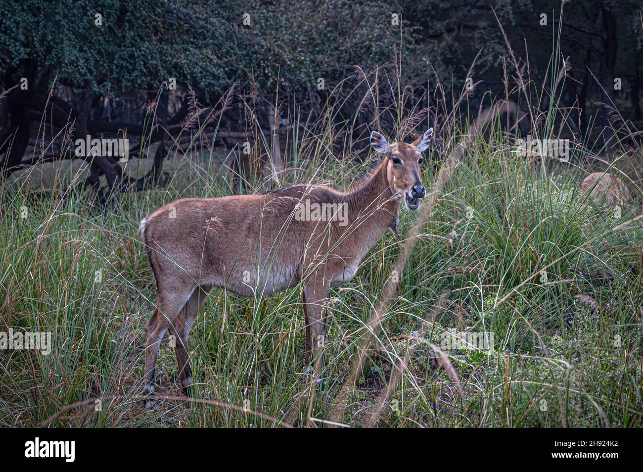 Un antilope de Sambar dans les prairies de Ranthambore. Banque D'Images