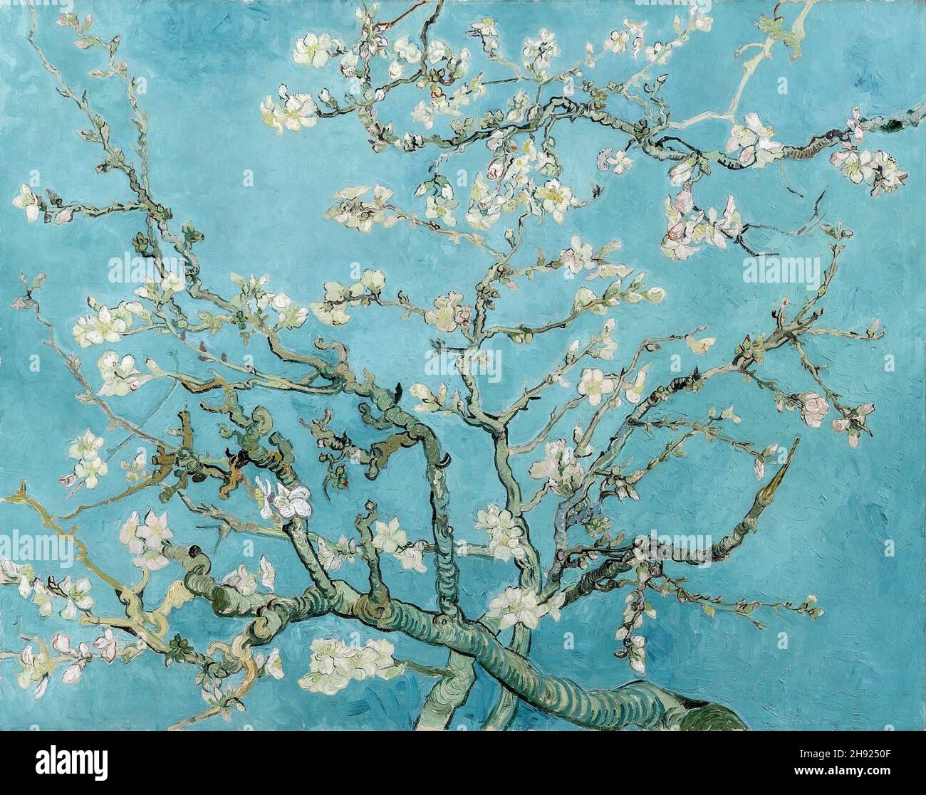 Vincent van Gogh, Almond Blossom, 1890, huile sur toile, Amsterdam,Pays-Bas Banque D'Images
