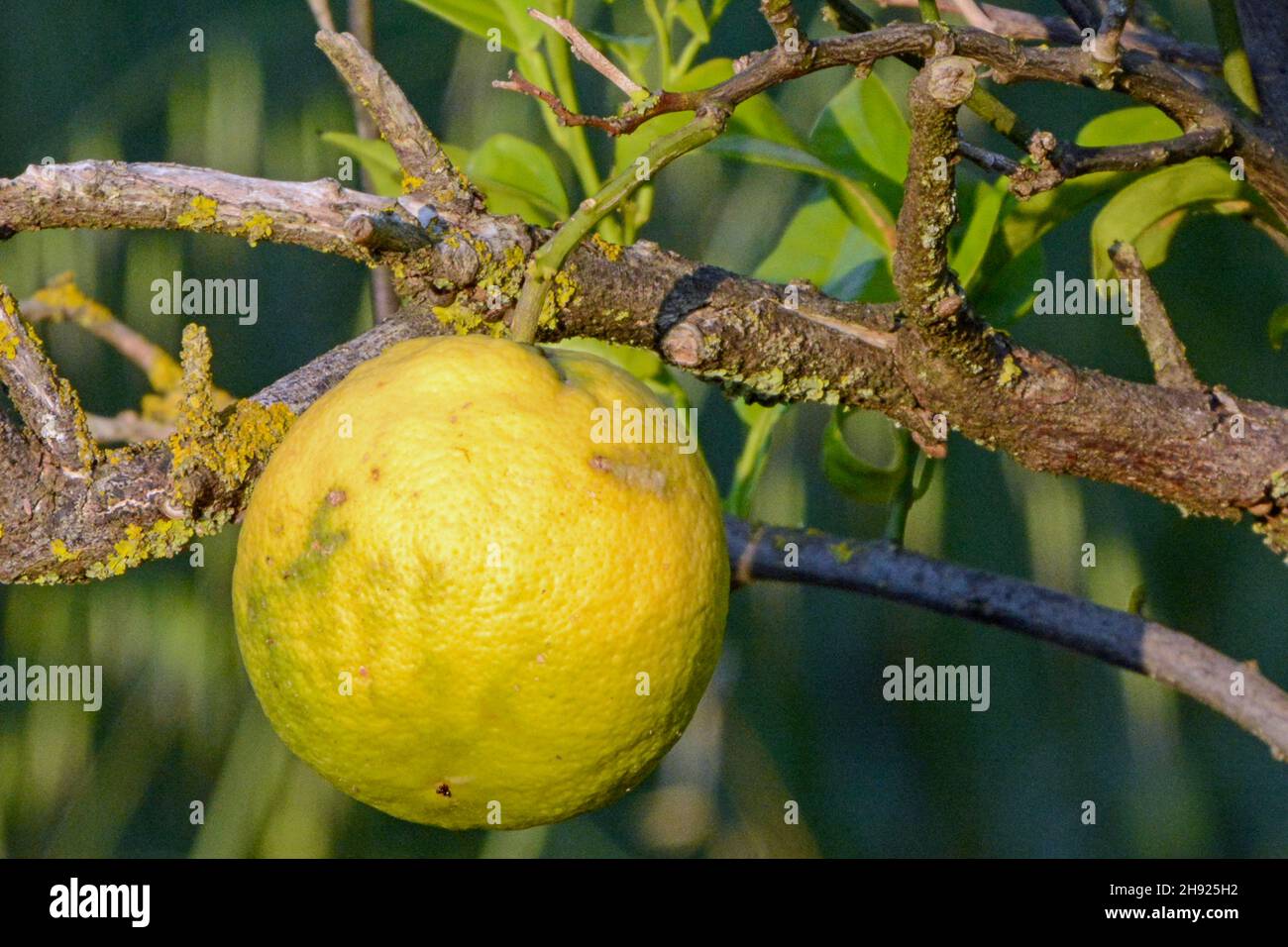 Gros plan d'un citron mûr dans le jardin Banque D'Images