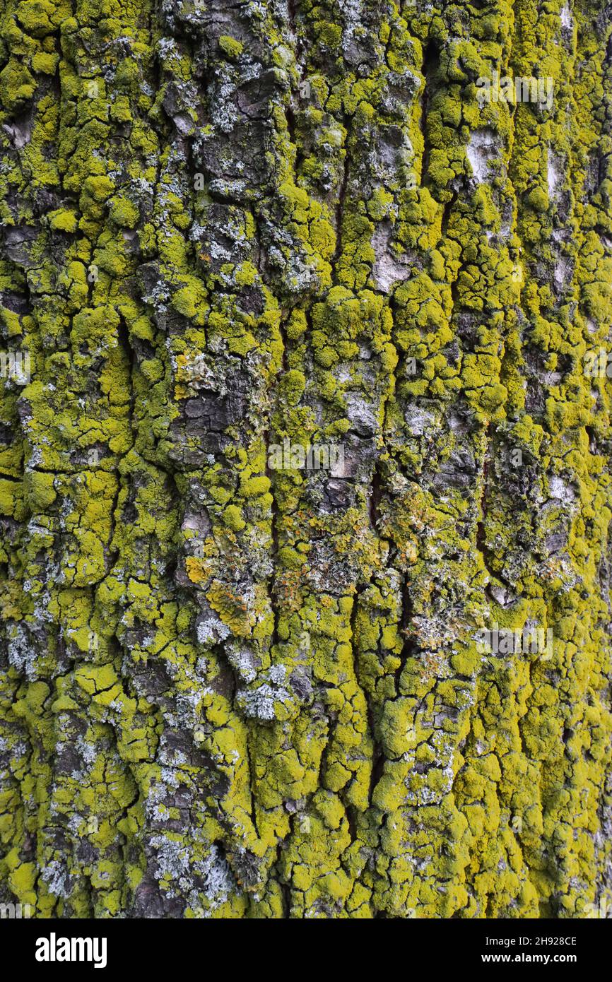 gros plan des lichens jaunes qui poussent sur l'écorce d'un arbre Banque D'Images