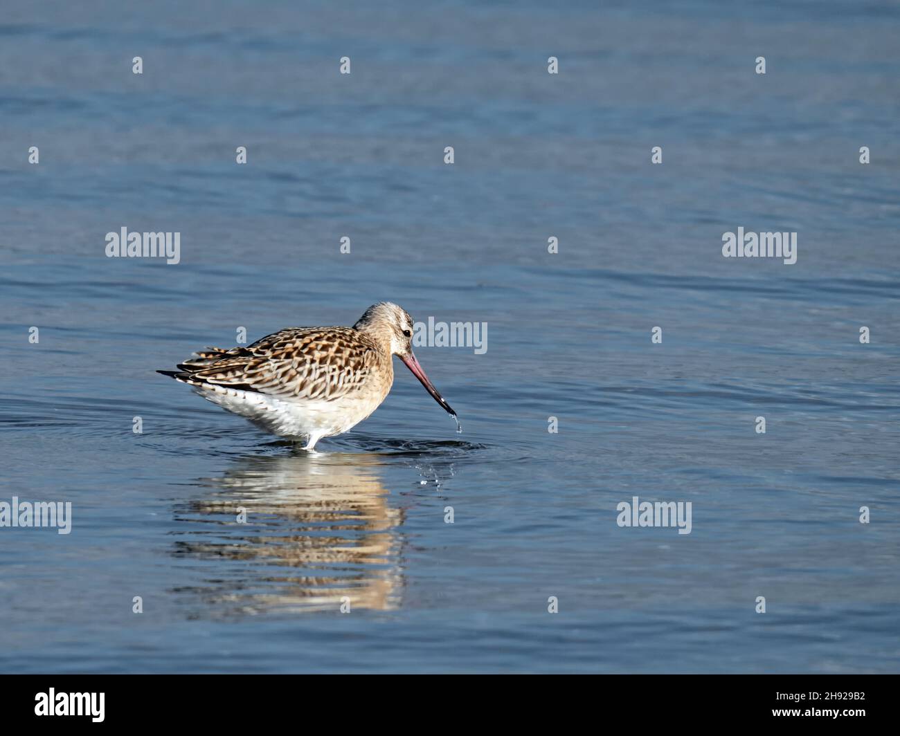 Gros plan d'un Godwit à queue de bar, Limosa lapponica, en robe unie dans le Limfjord au Danemark Banque D'Images