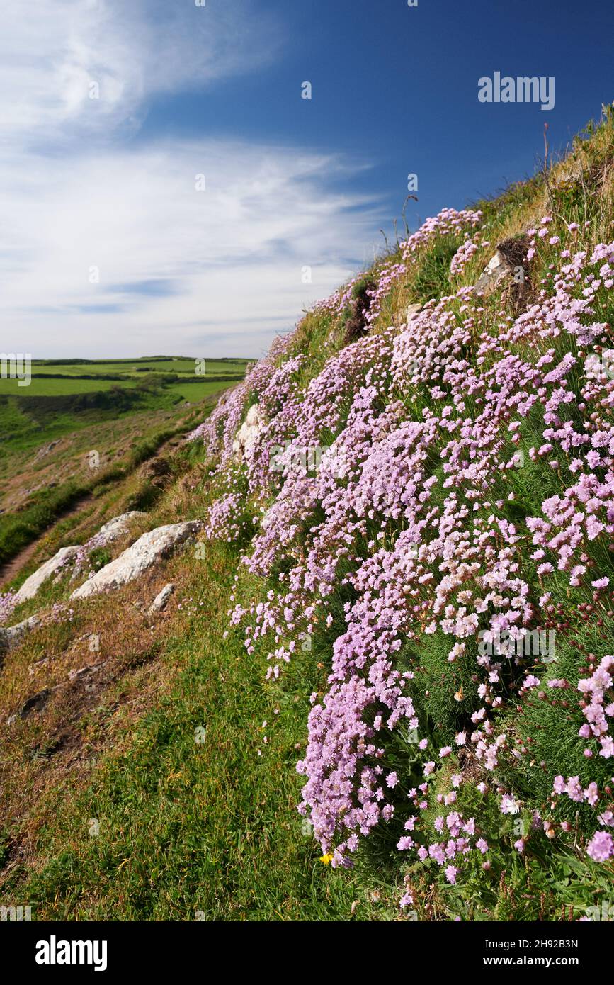 Le Thrift de la mer rose (Armeria maritima) fleurit sur un mur en pierre sèche.Péninsule de Lizard, Cornwall, Royaume-Uni Banque D'Images
