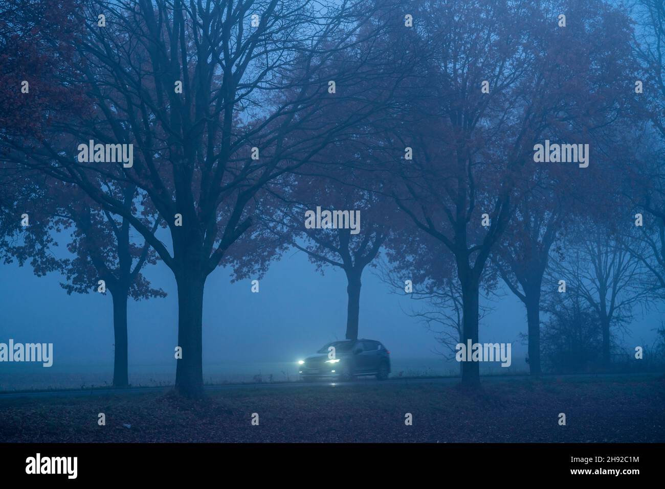 Route de campagne B 57 près d'Erkelenz, automne, brouillard, temps pluvieux, avenue des arbres,Chaussée mouillée, NRW, Allemagne, Banque D'Images