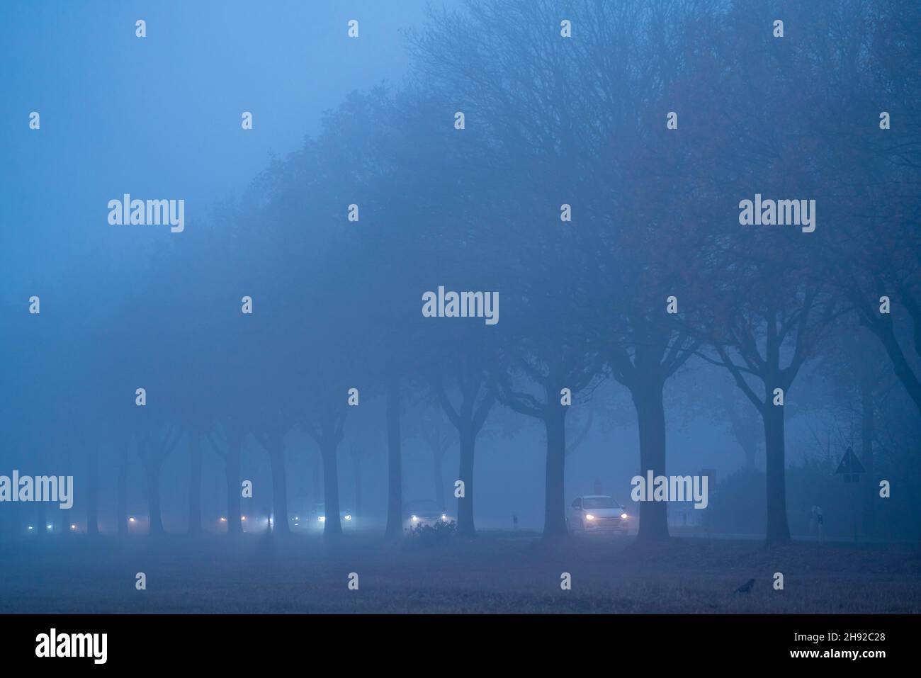 Route de campagne B 57 près d'Erkelenz, automne, brouillard, temps pluvieux, avenue des arbres,Chaussée mouillée, NRW, Allemagne, Banque D'Images