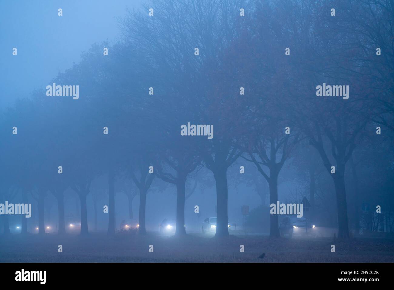 Route de campagne B 57 près d'Erkelenz, automne, brouillard, temps pluvieux, avenue des arbres,Chaussée mouillée, NRW, Allemagne, Banque D'Images