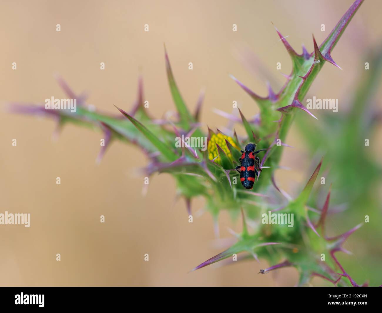 Gros plan d'une insecte Mylabris.Insect sur une plante verte, environnement naturel. Banque D'Images