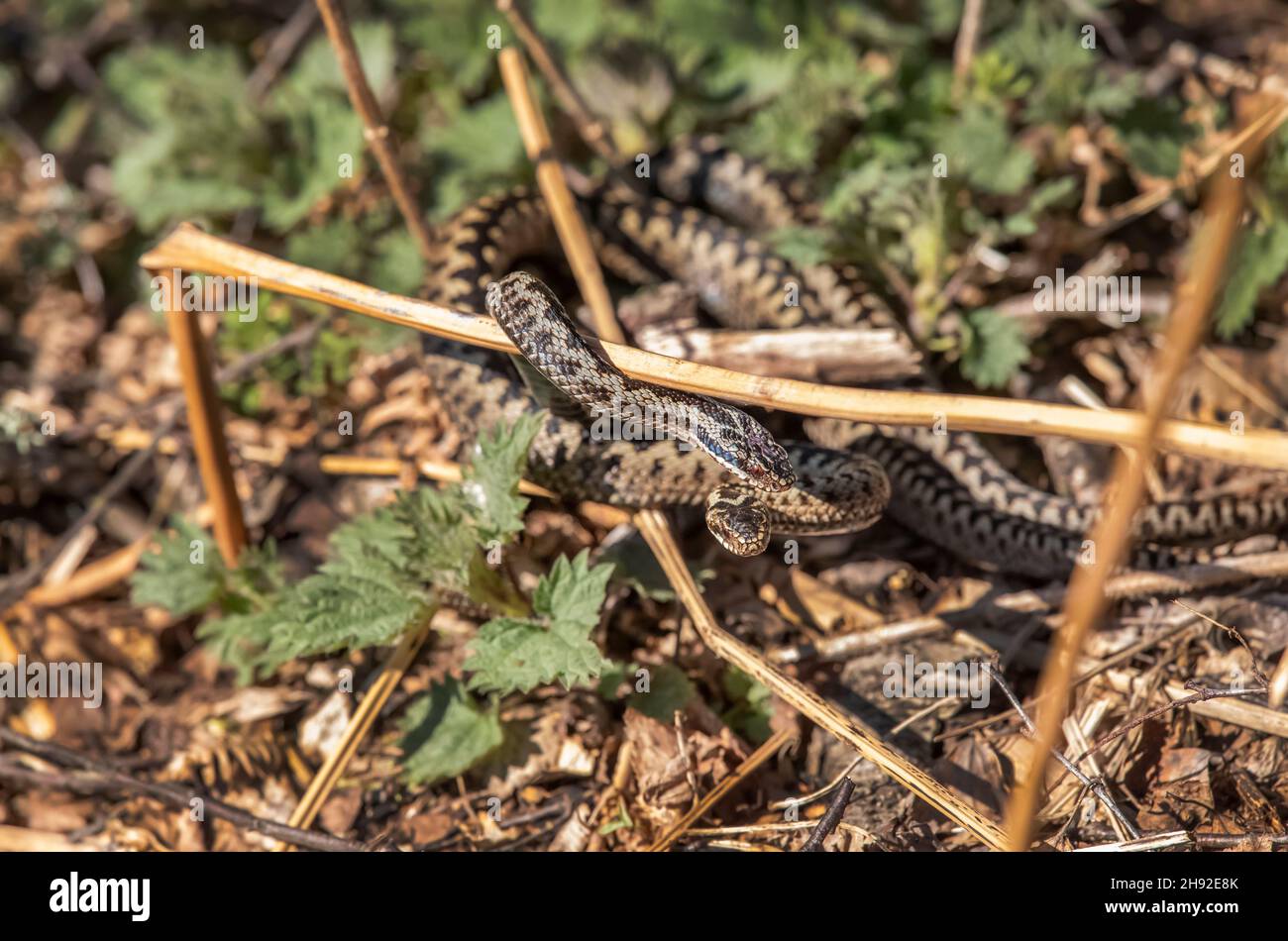 Hommes Adders dansant en saumâtre au printemps de près dans la campagne en Écosse au royaume-uni Banque D'Images