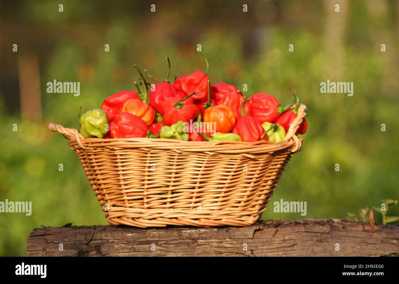 De Peppers frais bio Habanero dehors dans le jardin Banque D'Images