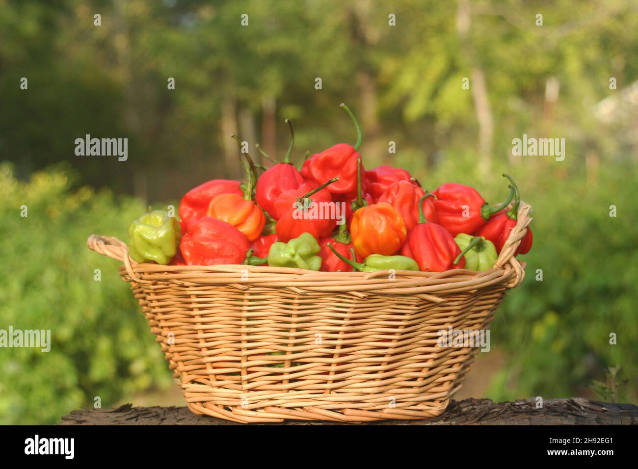 Panier de Peppers frais bio Habanero dehors dans le jardin Banque D'Images