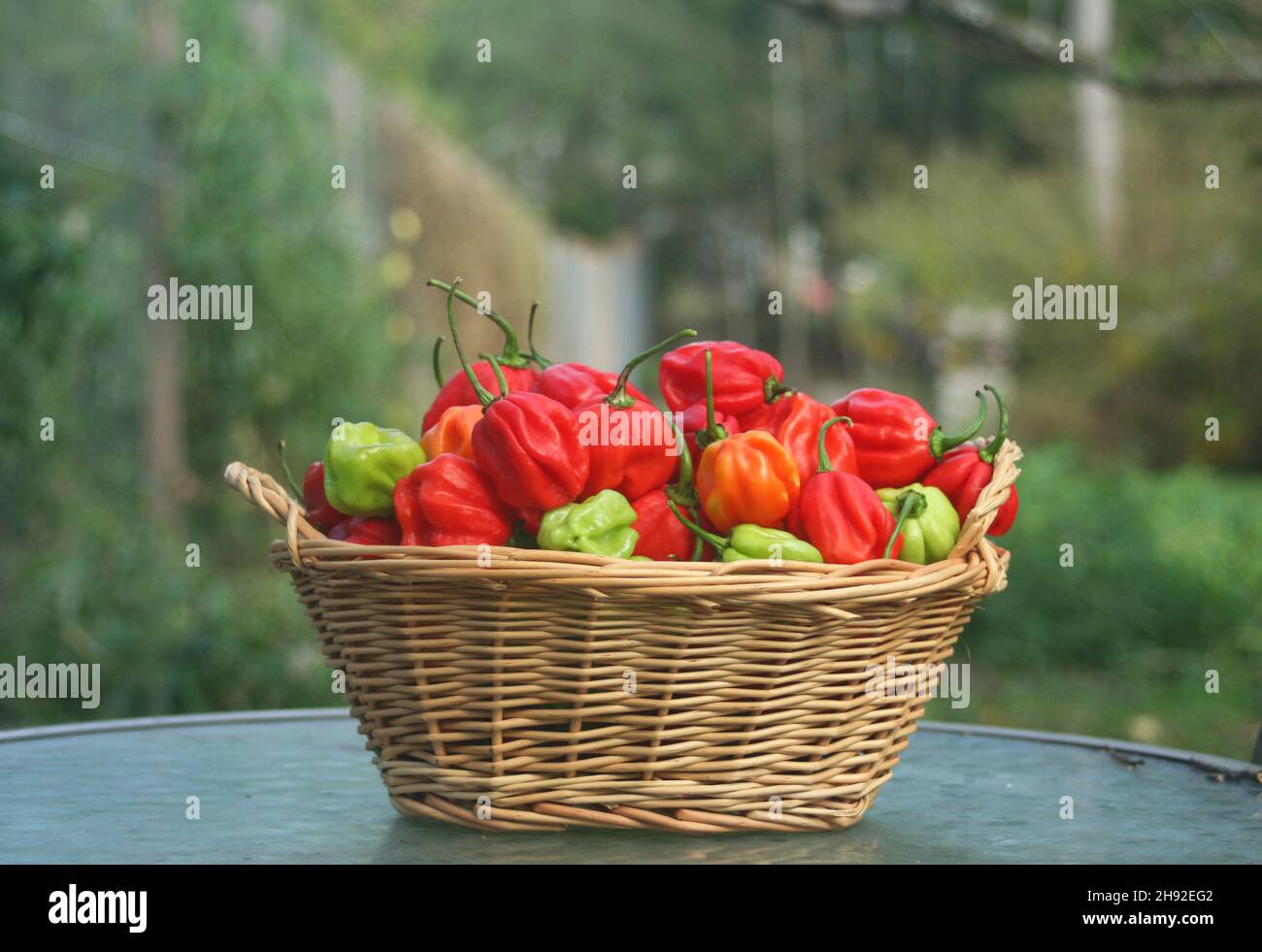 De Peppers frais bio Habanero dehors dans le jardin Banque D'Images