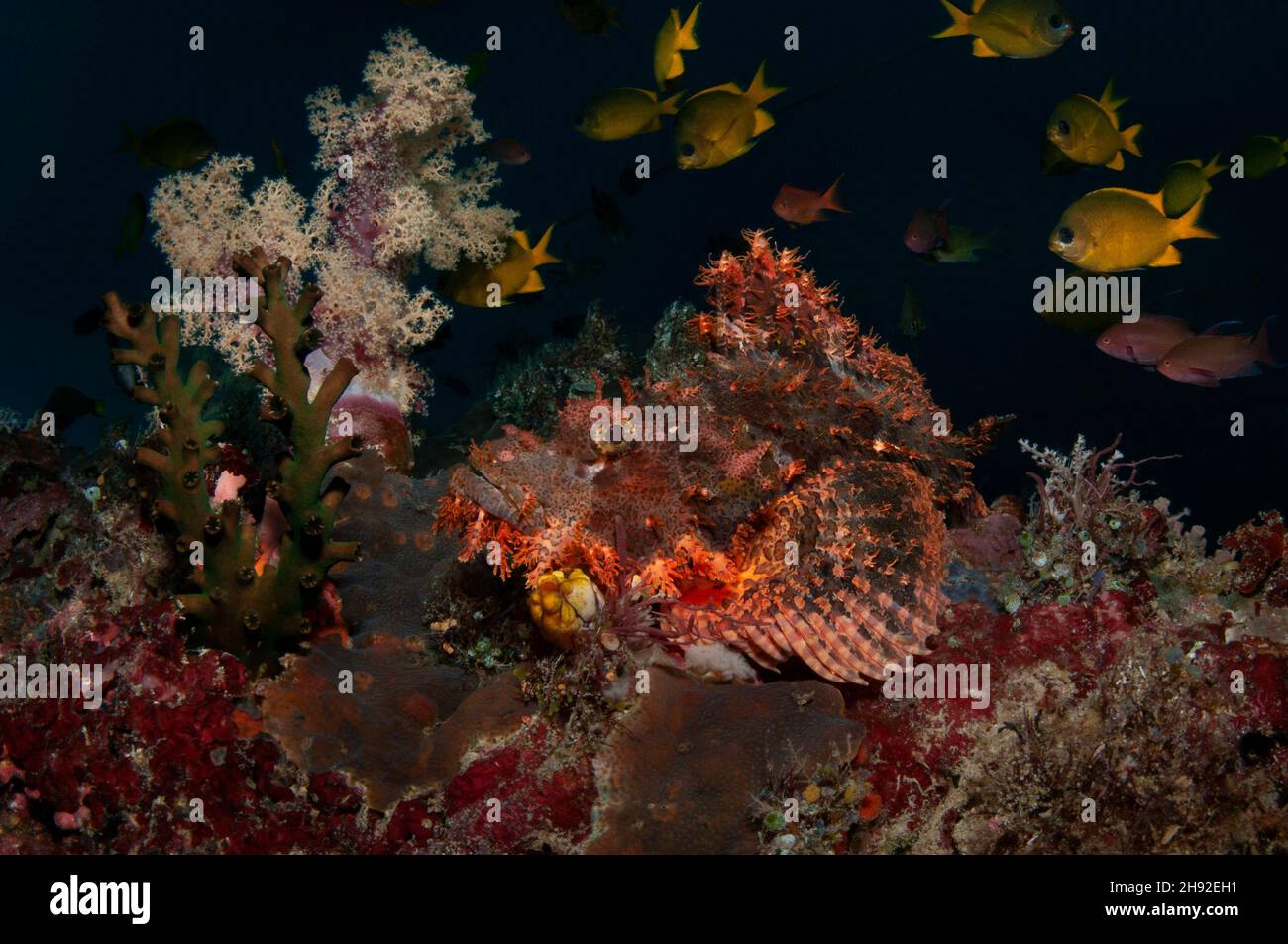 Un scorpionfish est posé sous le brousse de corail mou avec un petit poisson jaune nageant autour, île de Balicasag, Philippines Banque D'Images