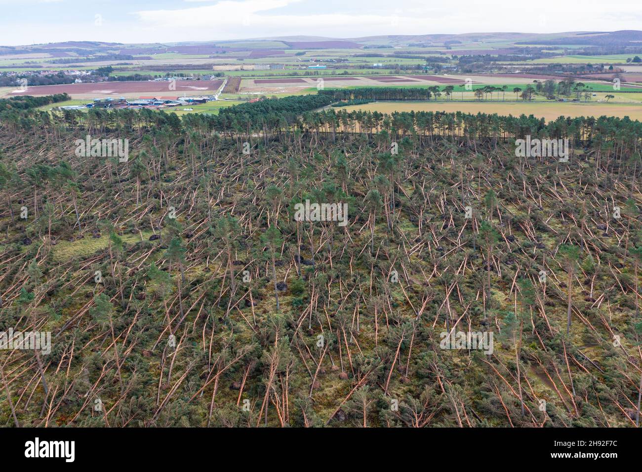 Vue aérienne de nombreux arbres soufflés par Storm Arwen (26/27 novembre 2021) dans John Muir Country Park à Dunbar, East Lothian, Écosse, Royaume-Uni Banque D'Images