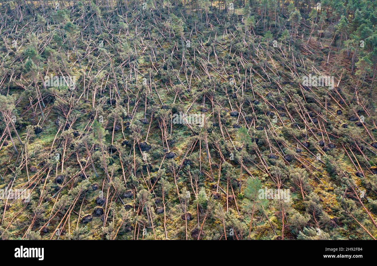 Vue aérienne de nombreux arbres soufflés par Storm Arwen (26/27 novembre 2021) dans John Muir Country Park à Dunbar, East Lothian, Écosse, Royaume-Uni Banque D'Images