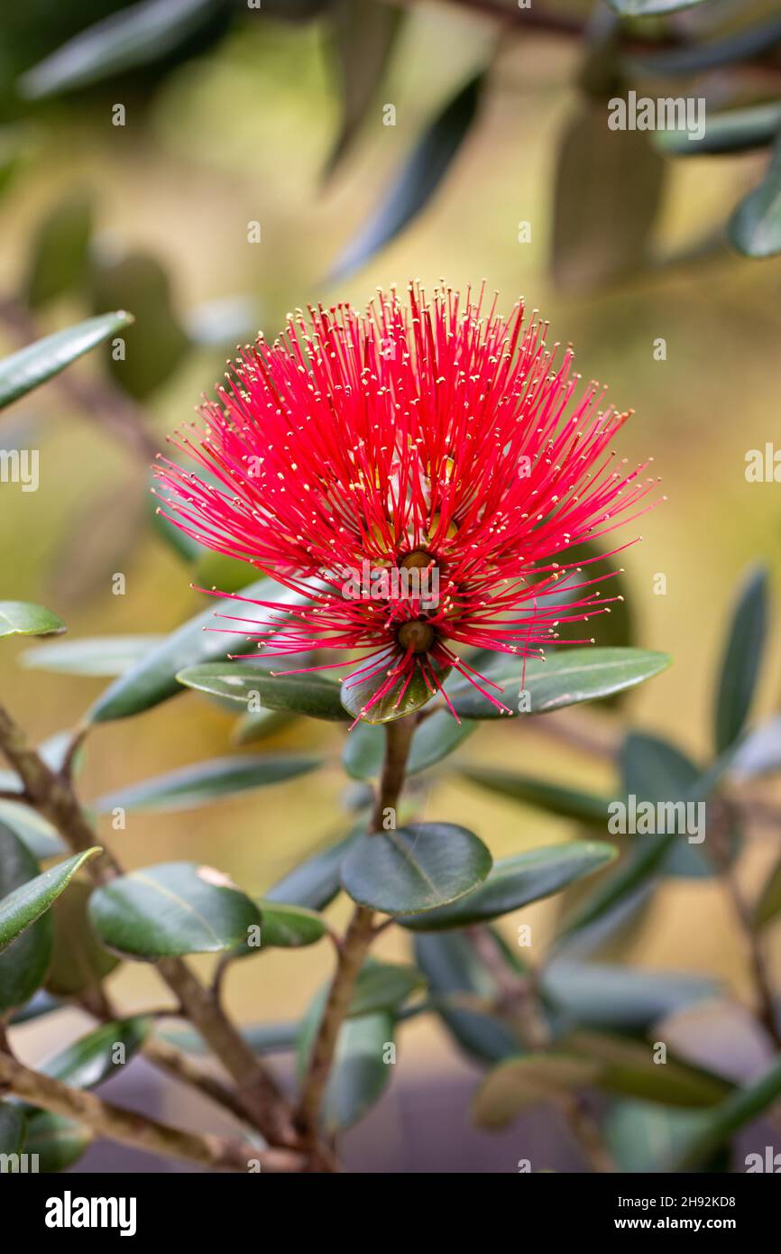 Macro de fleur de Pohutukawa, arbre de Noël de Nouvelle-Zélande Banque D'Images