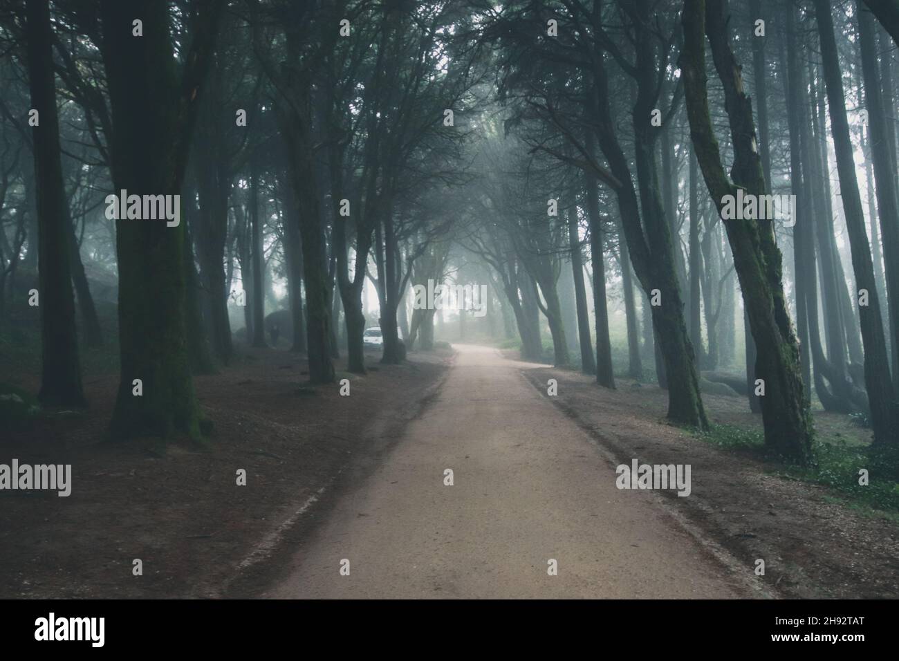 Chemin dans une forêt couverte de brume et entourée d'arbres.Beau bois mystique foncé Foggy Banque D'Images