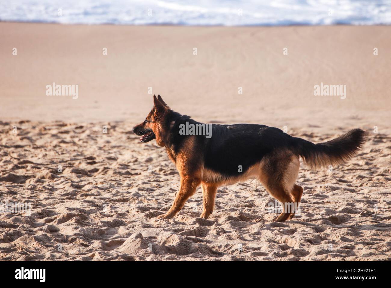 Berger allemand sur la plage Banque D'Images