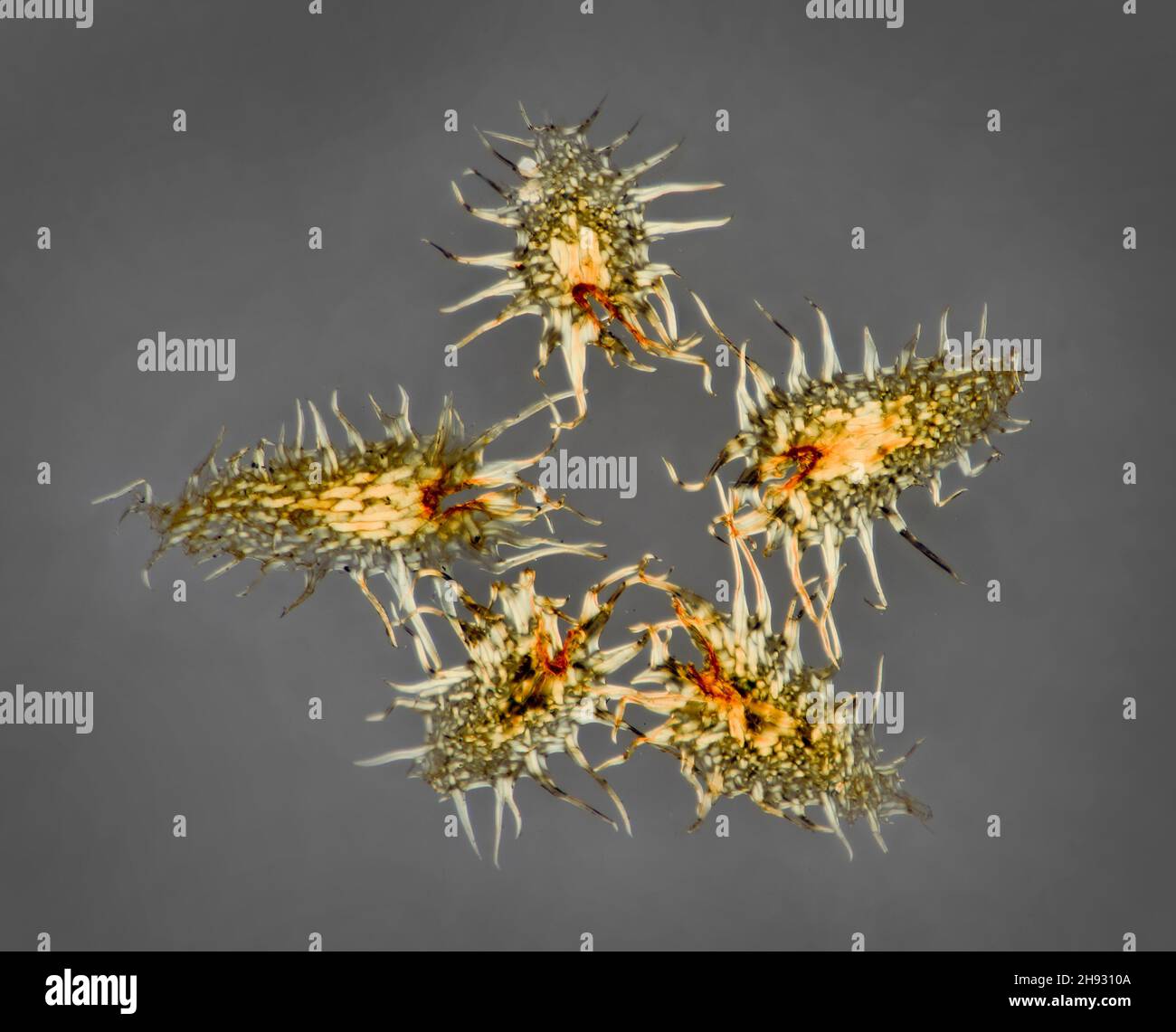 Échelles de Fern disposées en étoile, Elaphoglossum nigrocostatum, Venezuela Banque D'Images