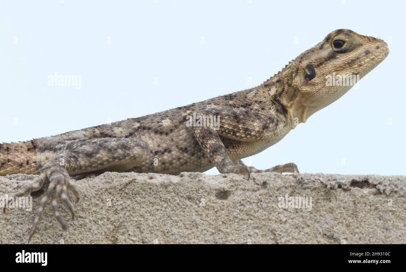 Agama commun femelle (agama agama). Tanji, la République de Gambie. Banque D'Images